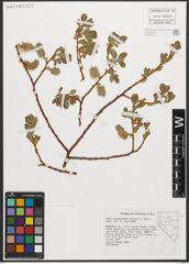 Foto von Salix scouleriana Barratt ex Hook.